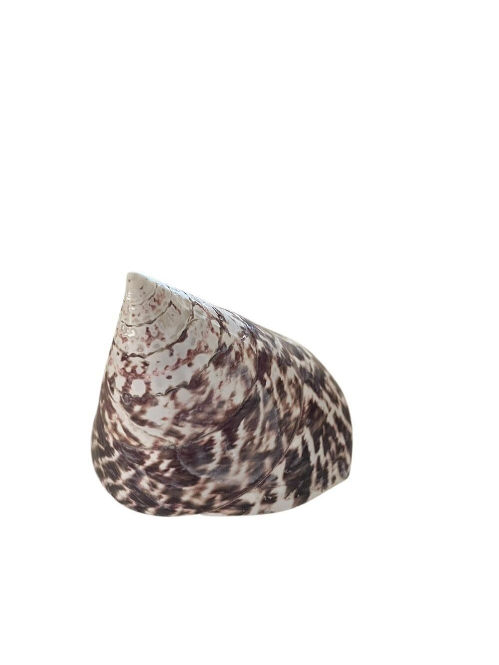 Pair of Trochulus Niloticus Seashells, "Tops", Cream & Brown, Unique Pointed Top